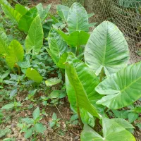 بابا آدم نشایی و پاجوش|گل و گیاه طبیعی|آستانه اشرفیه, |دیوار