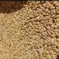 گندم میهن چاق وصاف