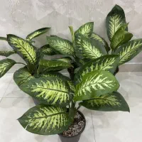 گل دیفن باخیا