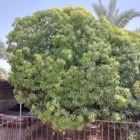 فروش یکباب منزل مسکونی در عنبرآباد