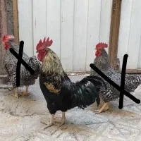 خروس بسیار درشت
