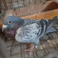 یک طوق مسافتی گرفتنی