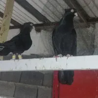 کبوتر