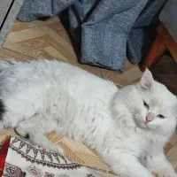 گربه پرشین نژاد عروسکی ماده رنگ چشم زرد آبی حامله