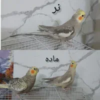 عروس هلندی نر وماده آماده جفت نر سخنگو