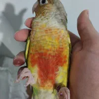 طوطی گیرینچک