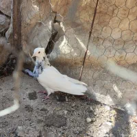 تعدادی کبوتر طوقی