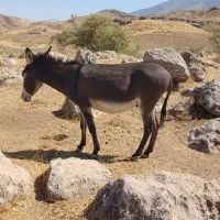 دو عدد الاغ جوان باری درهشهر|حیوانات مزرعه|دره شهر, |دیوار