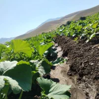 زمین کشاورزی خاک عالی مرگورهفت آباد 7000متر