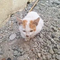 بچه گربه|گربه|سیاهکل, |دیوار