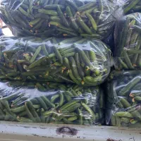 خیار دزفول|خوردنی و آشامیدنی|اصفهان, فیض|دیوار