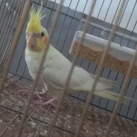 فروش یک جفت مرغ عشق و ۲عدد عروس