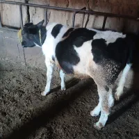 گوساله نر