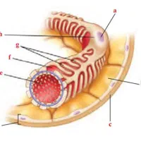 تدریس زیست شناسی کنکوری و تقویتی|خدمات آموزشی|کرج, فاز ۳ گوهردشت|دیوار