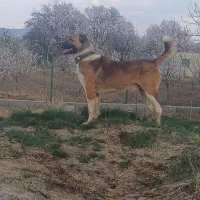 واگزاری سراب پژدر|سگ|اصفهان, سنجوانمره|دیوار