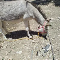 الاغ ماده گله‌ای
