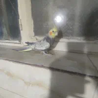 یک عروس نر سخنگو دستی