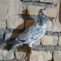 گوره ایی نر|پرنده|مبارکه, |دیوار