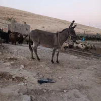 الاغ