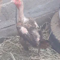 مرغ سالم تخم گذار