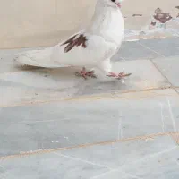 کبوتر بلند|پرنده|اردکان, |دیوار