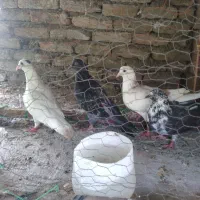 کبوتر پرشی