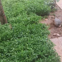 نشا|خدمات باغبانی و درختکاری|نورآباد, |دیوار