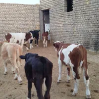 10راس سمینتال درجه یک 150کیلوی|حیوانات مزرعه|رامند, |دیوار