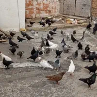 کبوتر رفتنی