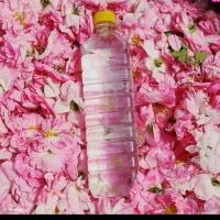 گلاب اصل دواتیشه درجه یک