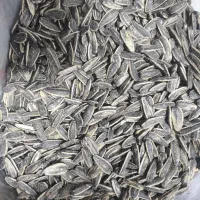 تخمه دور سفید نمکی