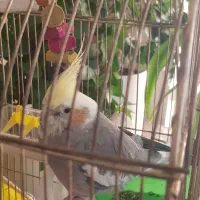 عروس هلندی دستی|پرنده|شیراز, ریشمک|دیوار