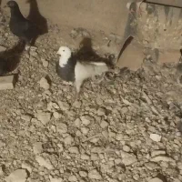 کبوتر المانی و دورگ طوقی