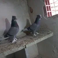 شازده سبز|پرنده|اردبیل, |دیوار