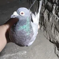 کفتر|پرنده|نهبندان, |دیوار