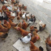 مرغ تخمگذار