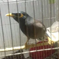 مرغ مینا نره. سخنگو است