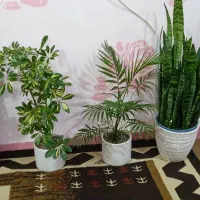 کلکسیونی
