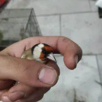 سهره جوجه سال|پرنده|ساوه, |دیوار