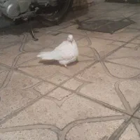 کبوتر|پرنده|نهاوند, |دیوار