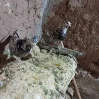 جفت نروماده