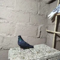 زاغ کاکلی نر