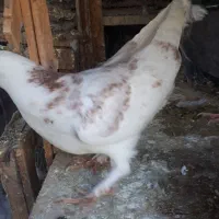 کفتریا کبوتر|پرنده|جوادآباد, |دیوار