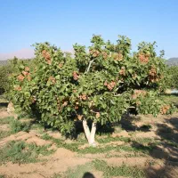 گـردو پربار و دیرگل سرمایهگذاری امن|خدمات باغبانی و درختکاری|رشت, منظریه|دیوار