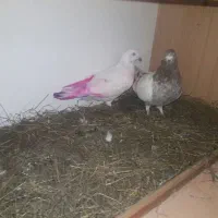 یک جفت طوقی نر وماده