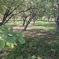 باغ در کنار رود ارس روستای  مارازاد