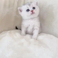 فروشگاه گربه ها ( پرشین / اسکاتیش /بریتیش) گوگولی|گربه|رشت, گلسار|دیوار