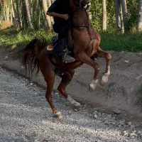 اسب نریان زیبا