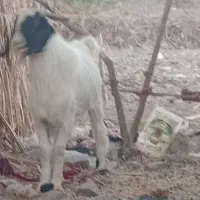 گوسفند فروشی فوری|حیوانات مزرعه|بیرک, |دیوار