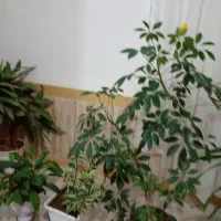 اجاره خانه ۶۰متری
